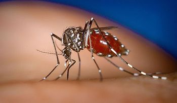 Datos sobre el virus del chinkinguya que afecta a la Republica Dominicana