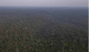 La deforestación en la Amazonía de Brasil cae 35 %
