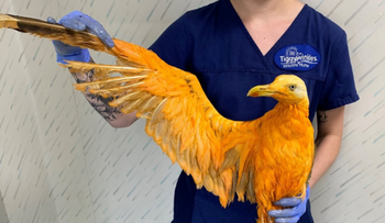 Pensó haber encontrado una nueva especie de ave exótica?