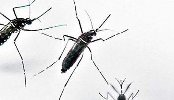 Alertan sobre afectaciones del virus del zika en mujeres en embarazo
