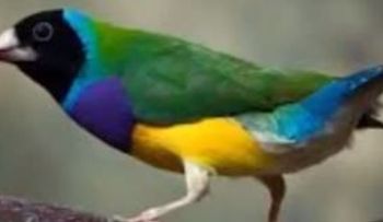 Gay denuncia funcionarios mandan a buscar pájaros (Video)