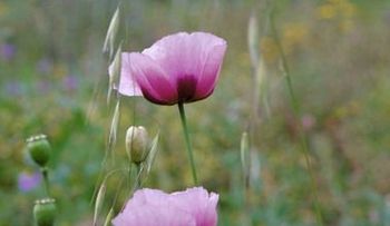 ¿Para qué sirve la amapola, y sus secretos curativos?