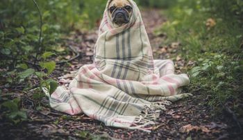 Hombre confiesa que abusó del perro de su novia, porque ella no respondió sus llamadas
