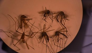 Dengue mutado amenaza 15 países, entre ellos: Brasil, India, Filipinas y RD
