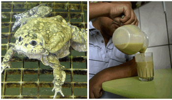 El famoso batido de ranas que combate la anemia, diabetes, colesterol, bronquitis y otras enfermedades.