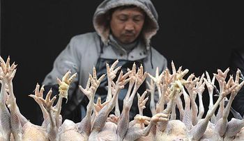 En China vendían pollos vencidos desde hace más de 40 años 
