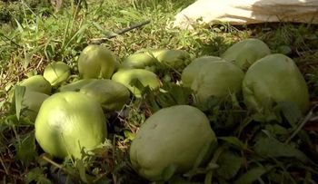 La tayota, una fruta subestimada pero con muchos beneficios