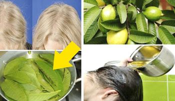 Aumentan las plaquetas y hacen crecer el pelo como loco, las hojas de guayaba