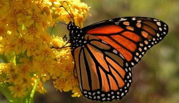 Las flores y las mariposas no aparecen a la vez debido al cambio climático