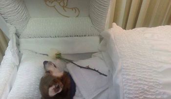 Dueño funeraria que veló a su perro podría enfrentar multa de 5.000 dólares