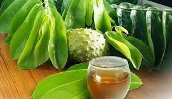 Potencia tu Inmunidad con el poder del té de hojas de guanábana