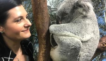 Científicos australianos mapean con éxito el genoma del koala, que ayudaría a tratar enfermedades