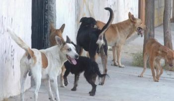 El bulevar de la vida: El meollo del asunto 