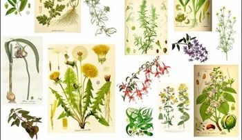 Hierbas y plantas medicinales 