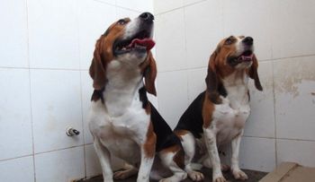 Perros genéticamente manipulados: ¿podrían curar la enfermedad de Parkinson?