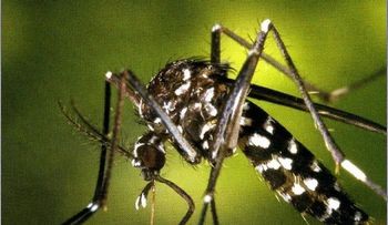 Video: prevención de la chikungunya en cualquier parte del mundo