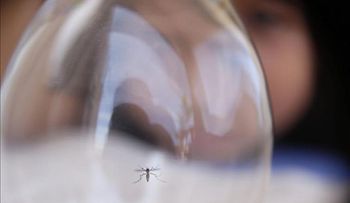 Alerta en región boliviana de Santa Cruz al subir a tres los casos de Zika