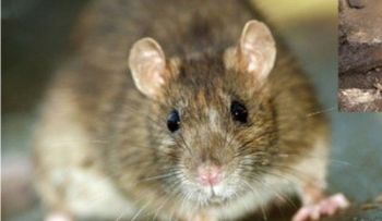 Ratas muerden y arañan a una joven parapléjica