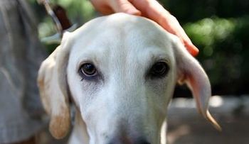 Perros huelen cáncer de los ovarios