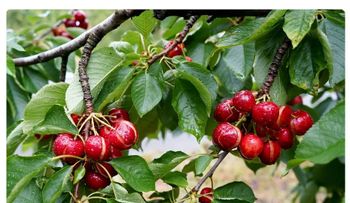 China autoriza importación de cerezas españolas