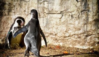 Pareja de pingüinos gay se convierten en padres de recién nacido