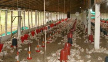 Productores dicen es precipitado prohibir entrada de pollos a Haití