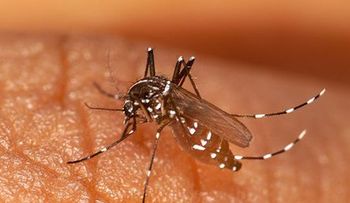 43 casos de chikungunya en Bolivia