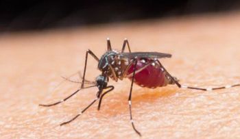 6 remedios caseros para mantener los insectos alejados