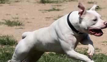 Un perro pit bull ataca y le desgarra la cara a una niña en Nueva York