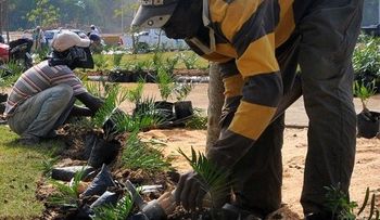 Encuesta confirma medio millón de haitianos viven en RD