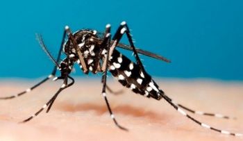 Experta asegura la chikungunya solo se contrae una vez