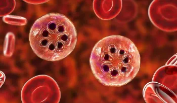 Científicos descubren posible vía para desorientar y desactivar el parásito de la malaria