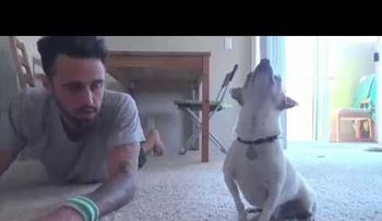 Un perro hace ejercicios físicos con su amo 