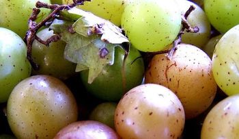 Aceite de semillas de uva para bajar de peso