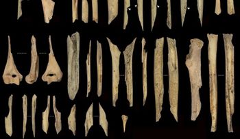 Descubren canibalismo Neolítico en Atapuerca sin Indicios Rituales