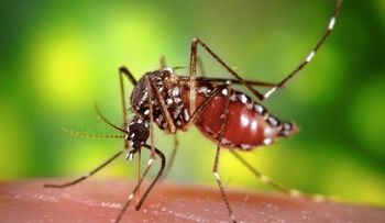 Ven inminente llegada al país del virus Mayaro desde Haití