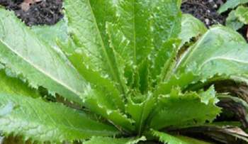 Le llaman "LA MORFINA NATURAL" porque trata los dolores musculares, articulares, reumáticos, lumbalgia e incluso gota
