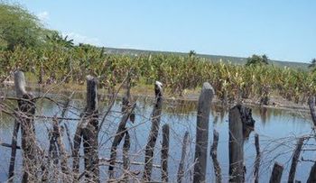 Lago Enriquillo se traga cerca de 32 mil tareas destinadas al ganado y agricultura