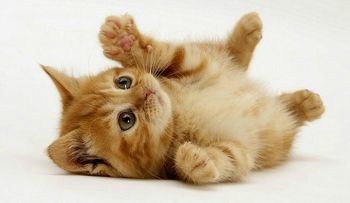 Las heces de gato puede ayudar a curar el cáncer