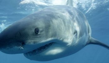 Mujer pierde brazo en ataque de tiburón en Hawai