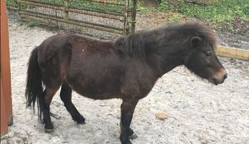 Detienen en la Florida a un hombre por tener sexo con un pony