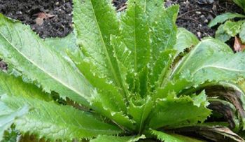 El analgésico natural que funciona como la morfina que se puede encontrar en su patio trasero