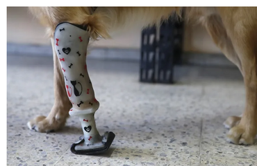 Prótesis para perros dan nueva oportunidad en El Salvador