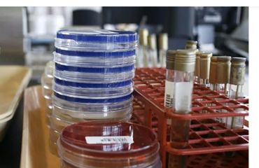 Nueva forma de eliminar bacterias resistentes a antibióticos