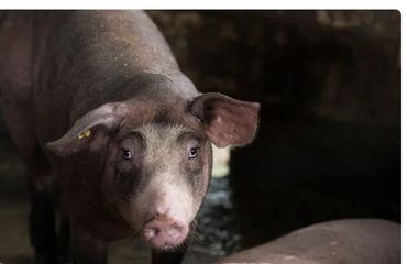 Qué es la gripe porcina y sus síntomas en humanos