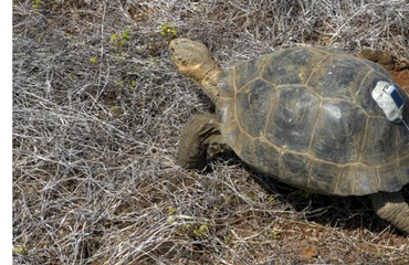Tortugas gigantes de Galápagos regresan a Islas Galápagos tras 180 años