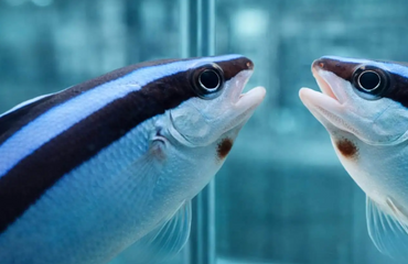 Estudio revela alta capacidad cognitiva del pez limpiador