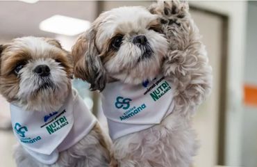 Perros terapéuticos alivian dolor crónico en Chile