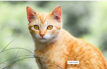 Veterinario explica por qué los gatos naranjas suelen ser más sociables