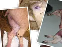 ANPA alerta sobre creciente amenaza peste porcina africana en República Dominicana